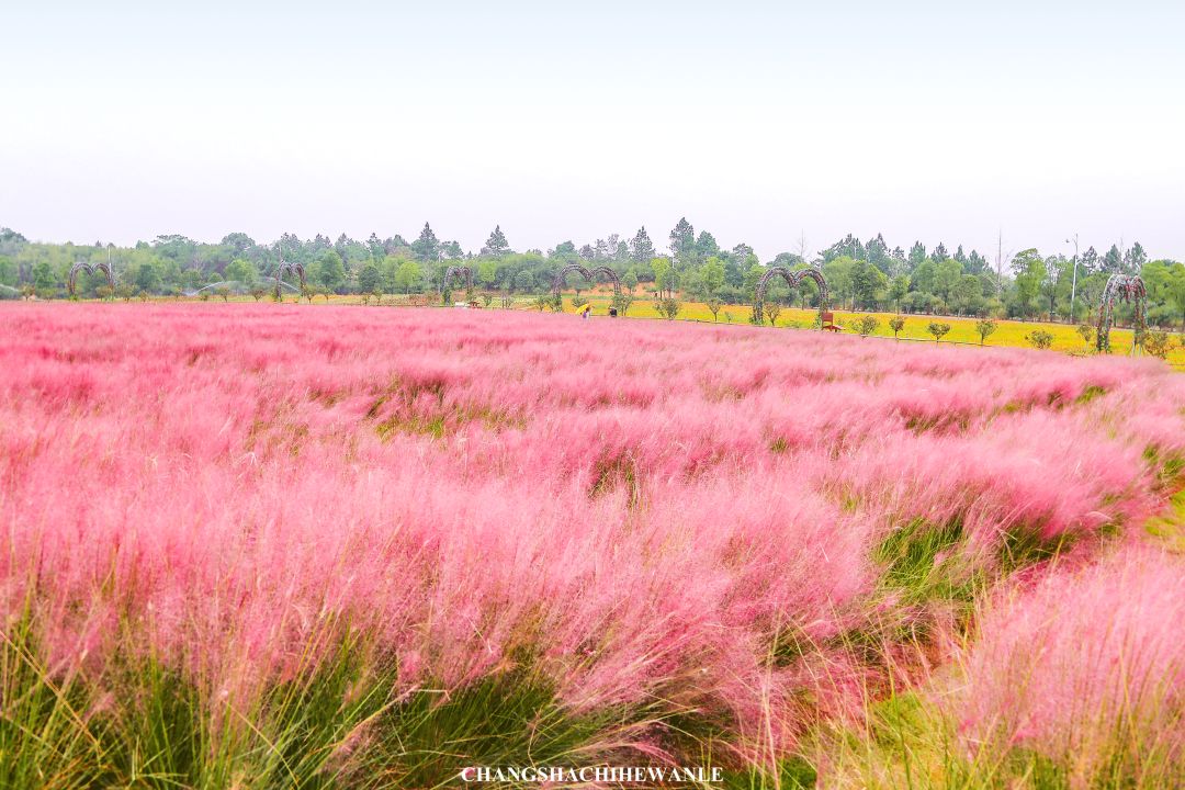 秋天的沙湖美不胜收,洋沙湖旅游