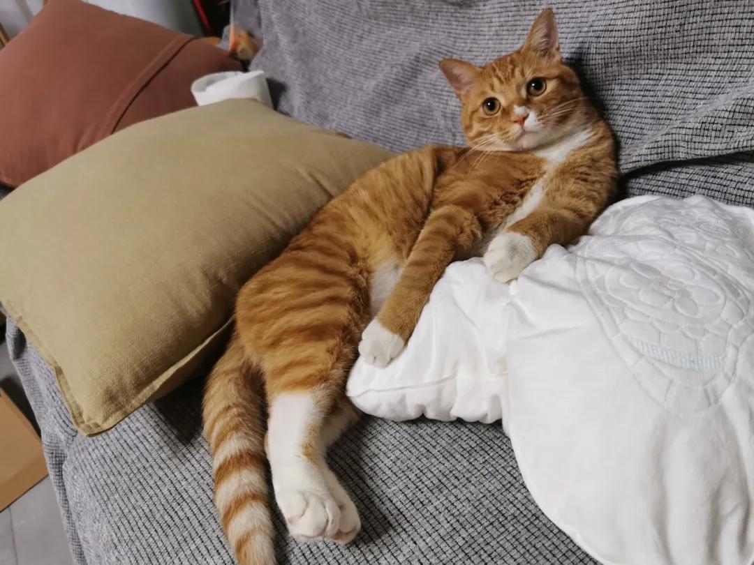 从小养的橘猫还会有野性吗,养橘猫的都是什么人