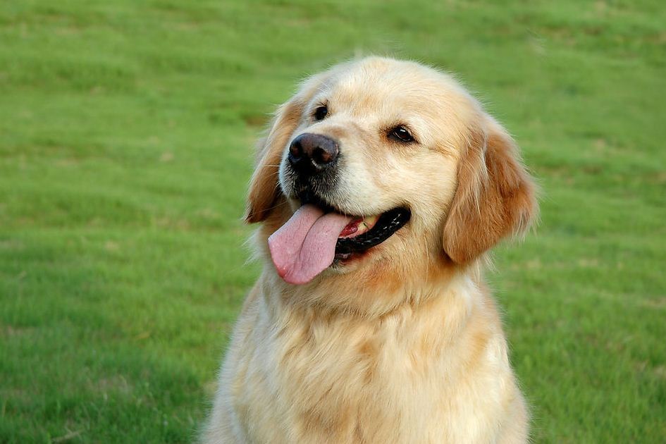 金毛寻回猎犬的真实视频,金毛寻回犬吃泡面