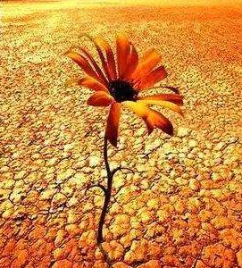 她从沙漠深处坚定走来,放弃闪耀的星途,成为女性维权的斗士