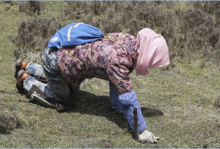冬虫夏草在什么地方可以挖得到,冬虫夏草的虫怎么挖
