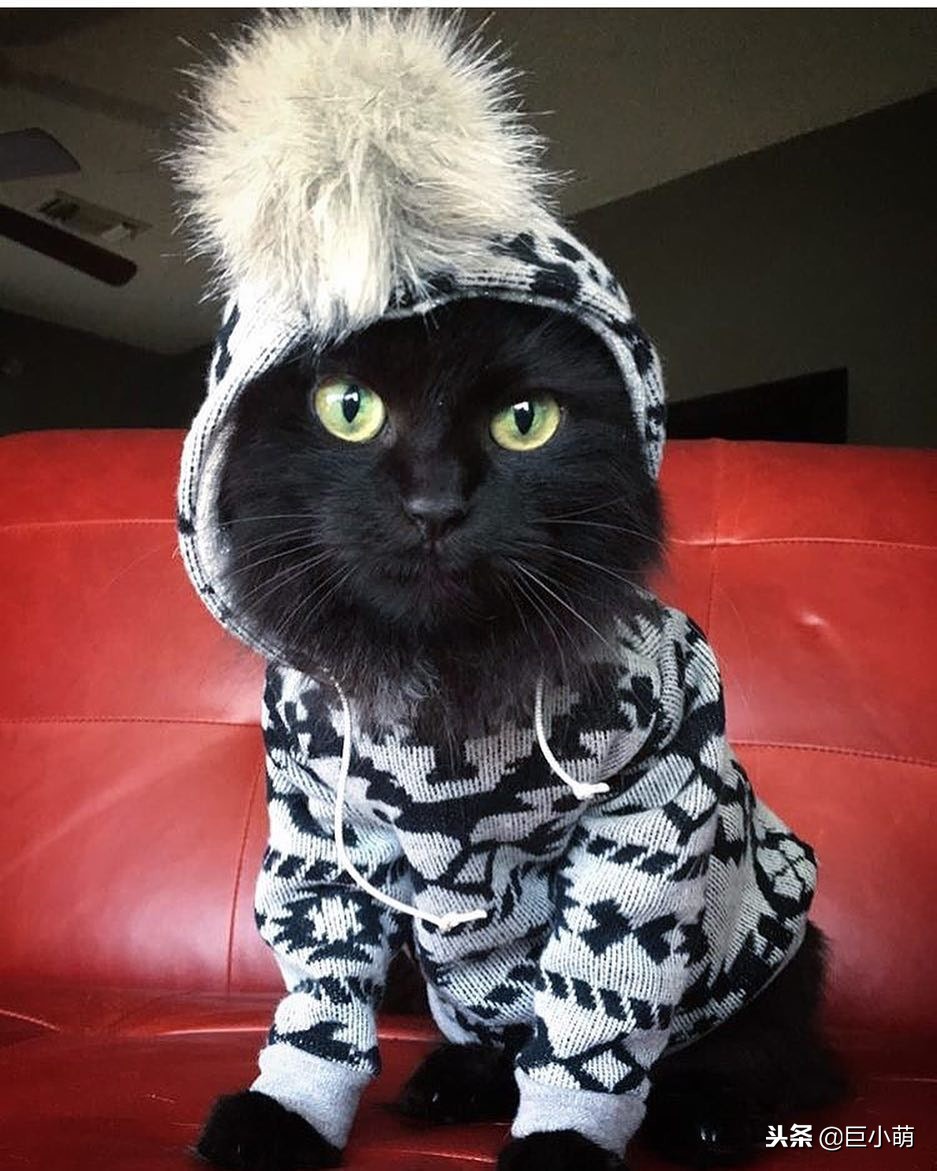 猫咪很冷如何给猫咪正确取暖,猫怕热还是怕冷怎样养猫好