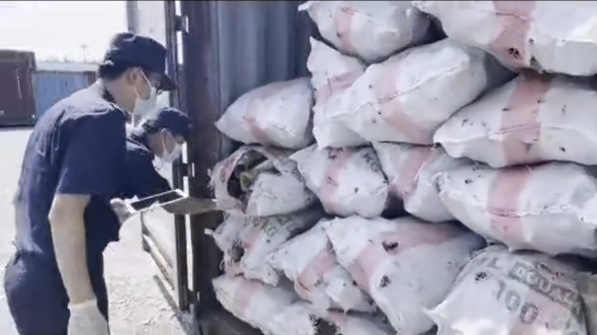 中国海关发现毒蜘蛛,安检发现毒蜘蛛