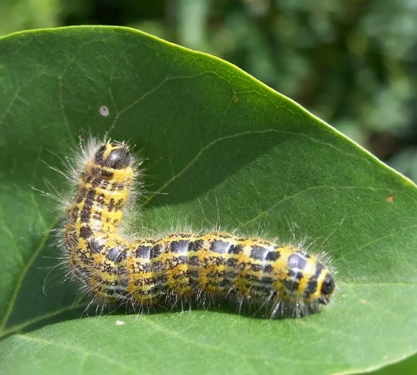 小女孩被虫子咬了差点毁容,虫子咬小孩差点毁容