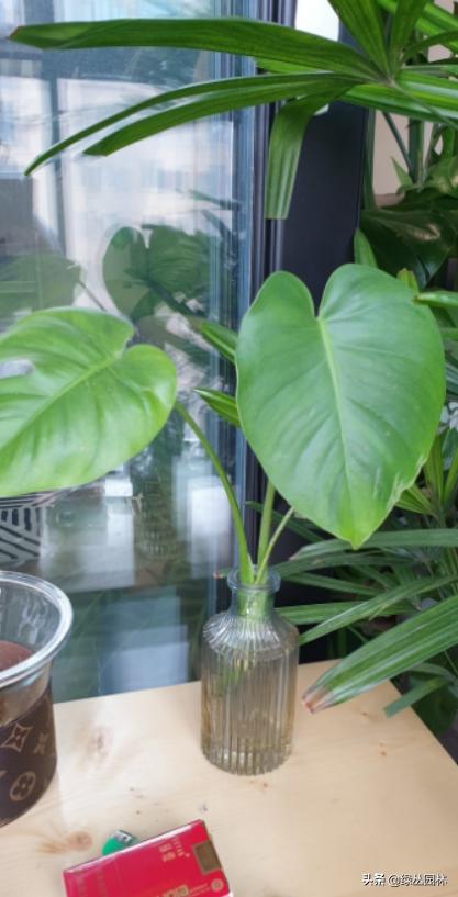 武汉养花技术哪里培训,北京养花小技巧