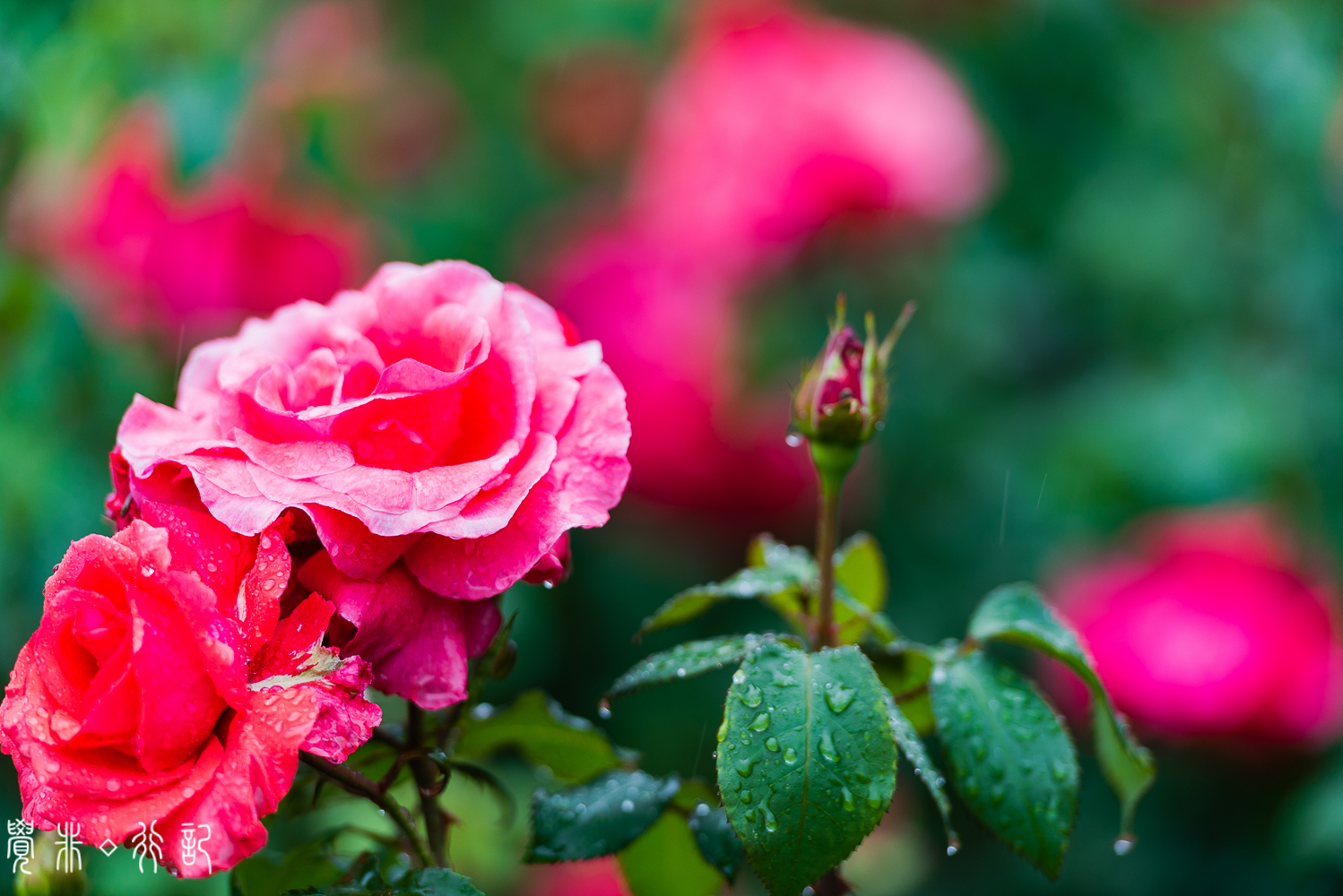 月季花中国特有品种,从中国运到欧洲的四种月季