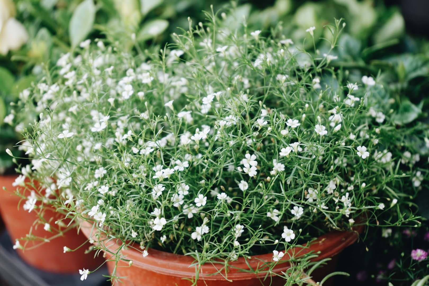 厦门鲜花花市,花市厦门