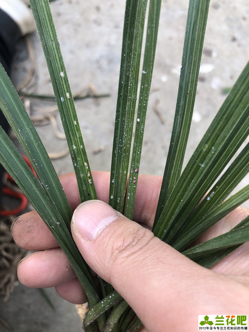 兰叶长介壳虫怎么处理,白兰蚧壳虫