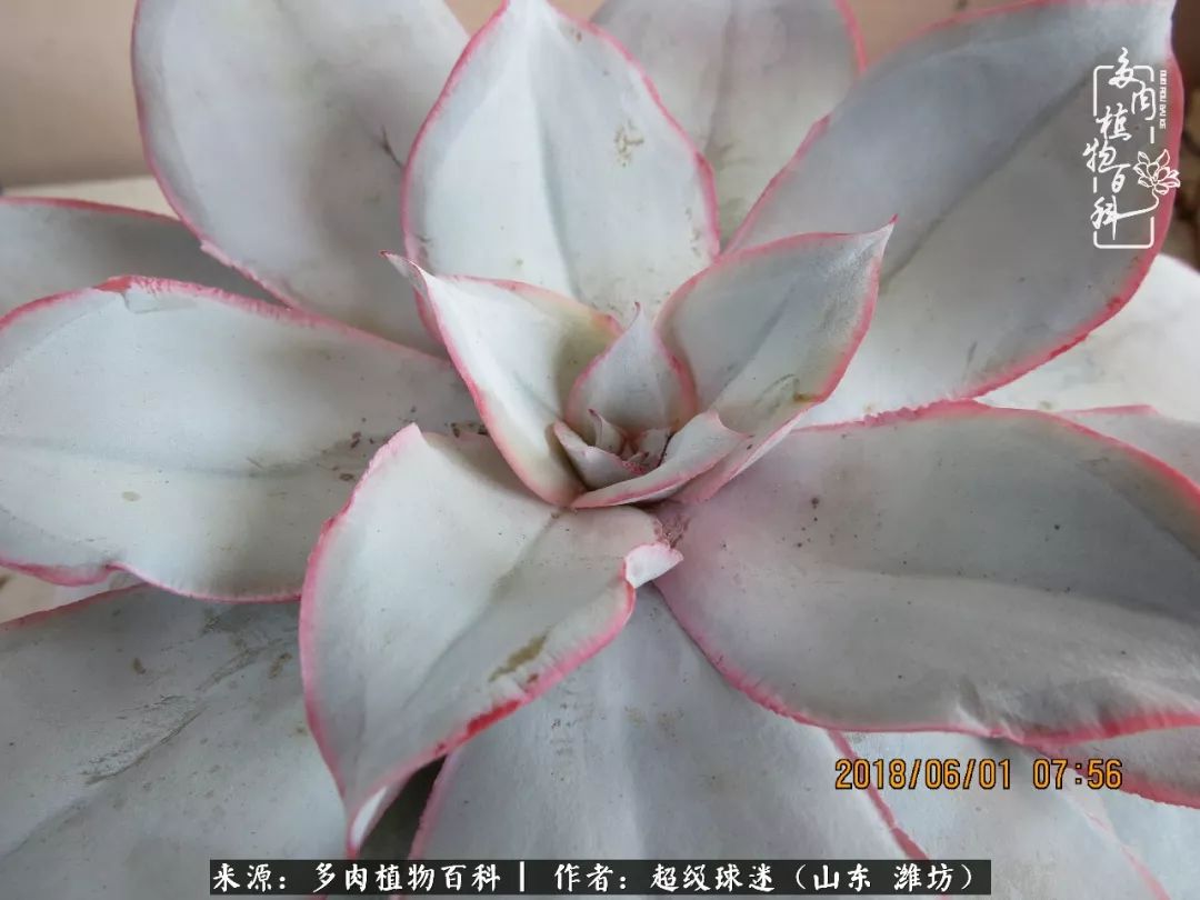 多肉黑茎咋办,多肉黑菌