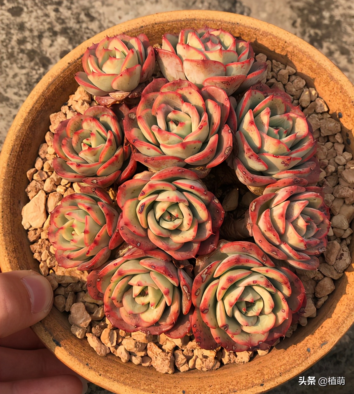 奶油黄桃容易爆棚吗,奶油黄桃好出状态吗