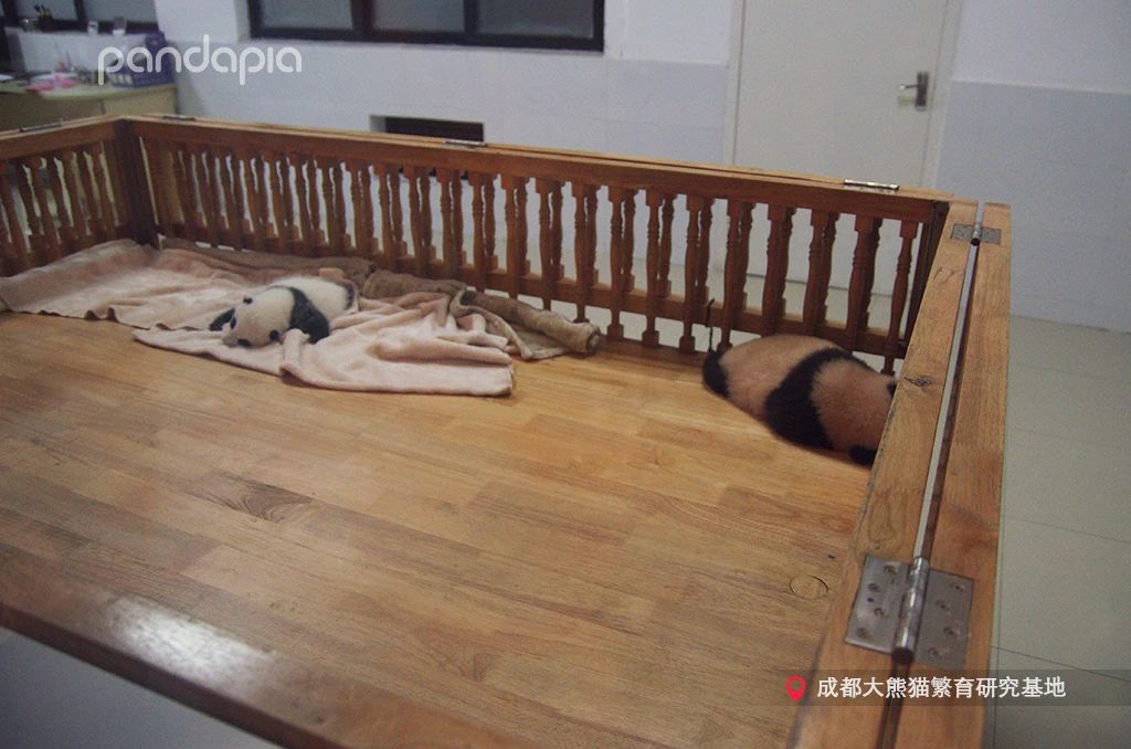 新品种大熊猫七仔,大熊猫花花和大熊猫七仔