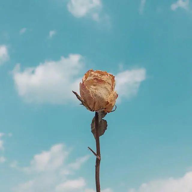 要对生活有希望的句子,一定要对生活充满阳光