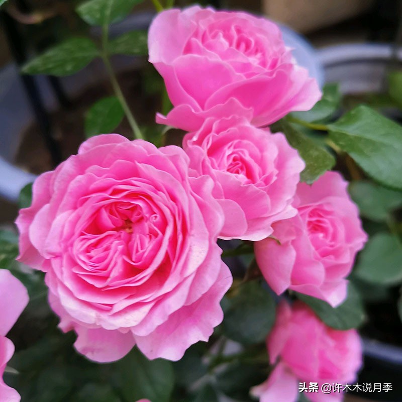 月季品种大全怎样养好月季,月季哪个品种好养一点