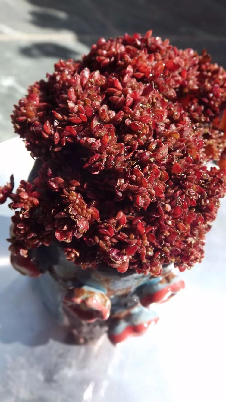 爱机车,爱多肉,宝妈花姐的诗和远方