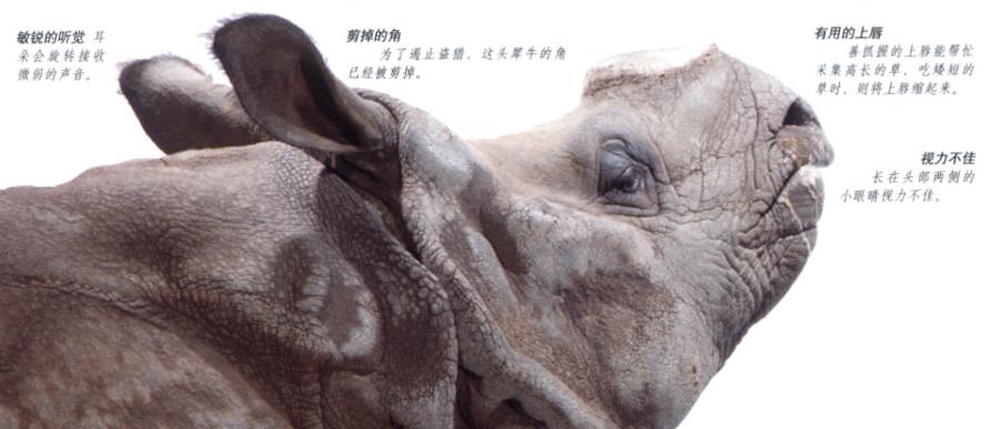 犀牛是否是牛科动物,动物大百科介绍之犀牛