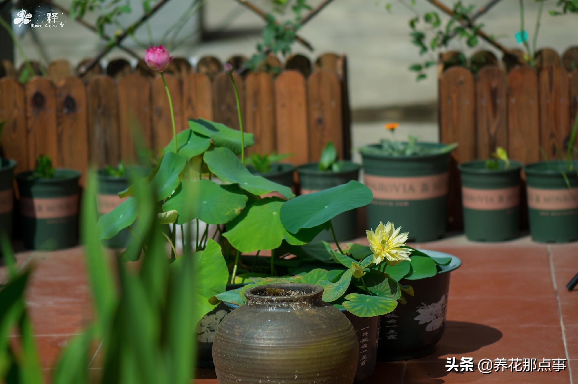 碗莲怎么养才能爆红,碗莲怎么弄好看又好养活