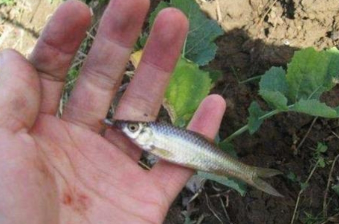 不是我吹，杂鱼再“猖獗”也敌不过这5招，骨灰级钓手强烈推荐