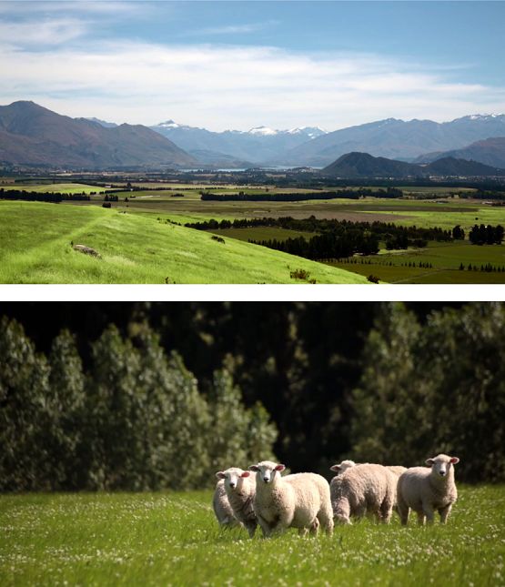 澳洲奶粉真实事件,澳洲牛奶真实情况