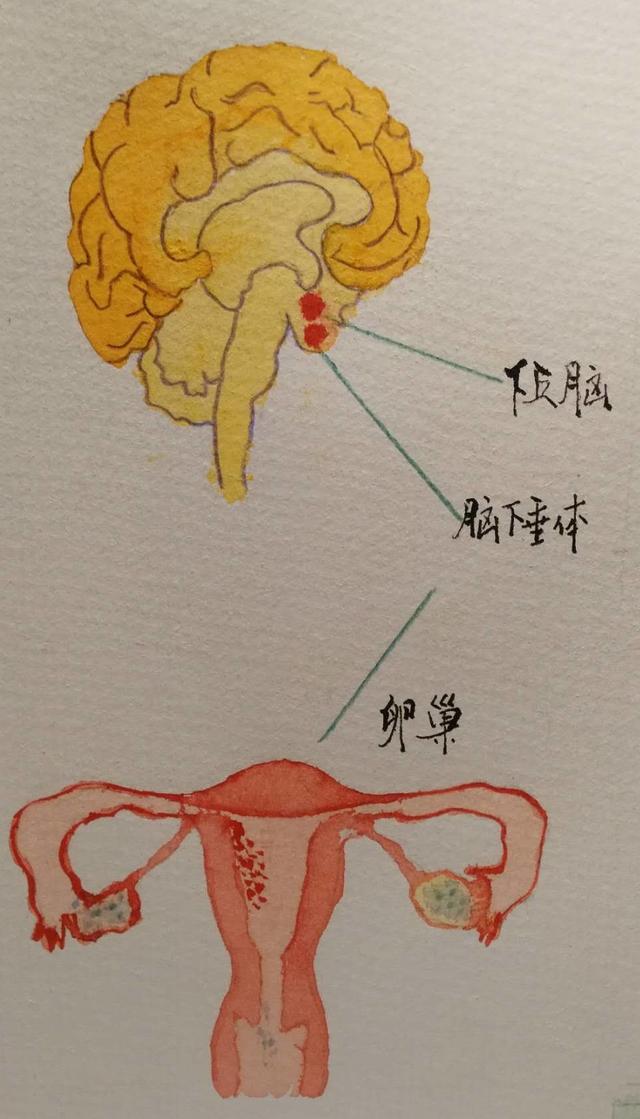 你的大姨妈一般来多少天,你的大姨妈是什么样