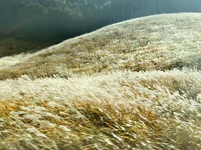 东京到镰仓和箱根攻略,东京箱根富士山镰仓