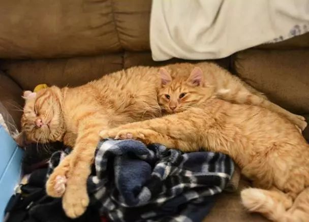 苦瓜脸的喵星人,苦瓜脸猫咪