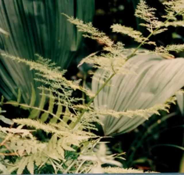 中医分享中药天冬,中药天冬的歌诀