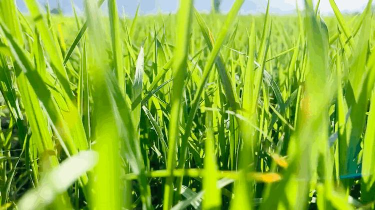 vivo手机自带相机怎么拍视频好看,零基础学会vivo手机拍照技巧