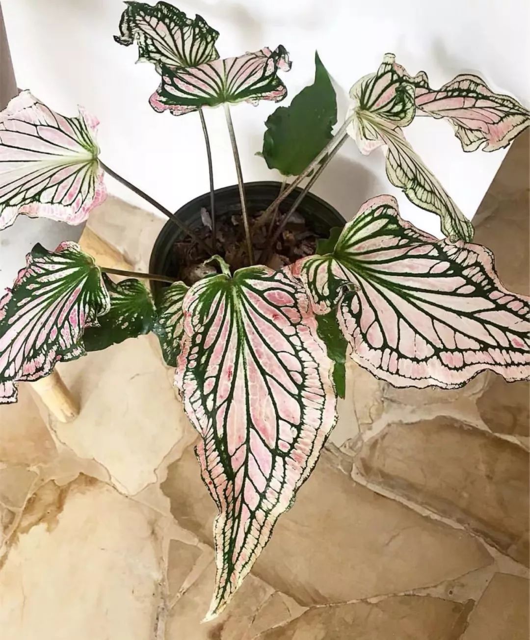 94种常见唯美观叶植物,会开花的绿色硬叶植物