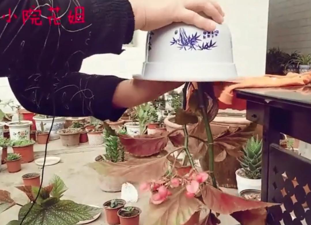 竹节海棠换盆工具,竹节海棠小盆换大盆