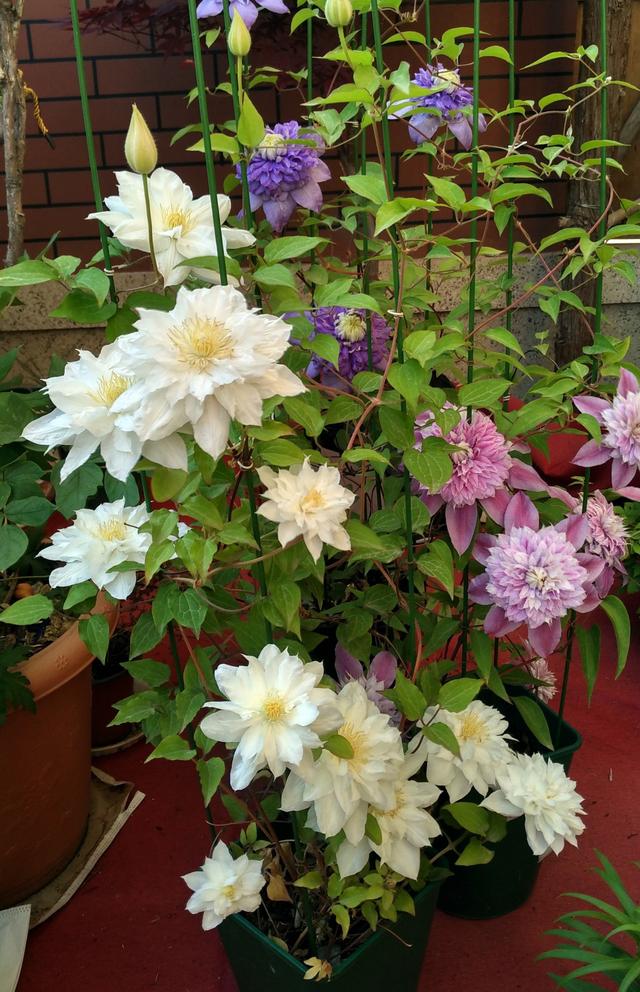 被名字耽误的8种花材,被名字耽误的花