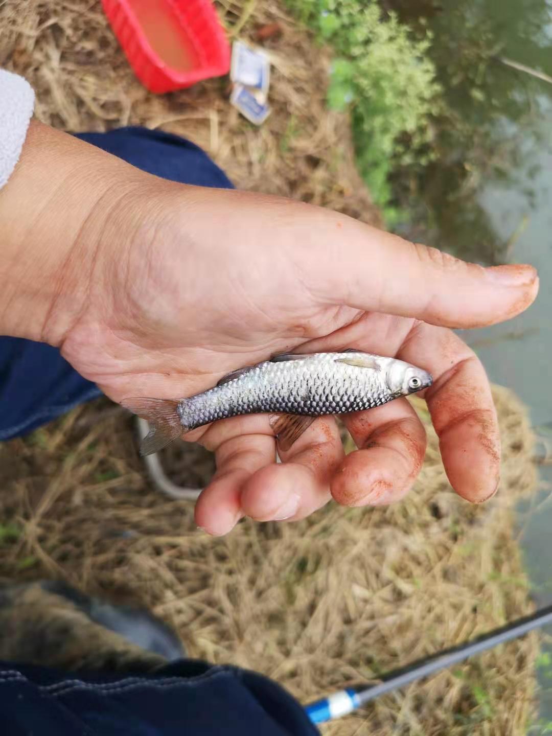 野钓小鱼太多怎么避开小鱼钓大鱼,野钓钓小鱼的技巧和方法