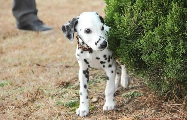 大麦町犬怎么聪明了,大麦町犬是不是斑点狗