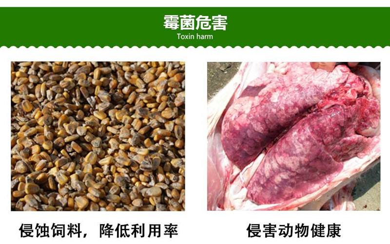 很多养猪人不知道:我们常说的霉菌毒素,其实有6种毒!