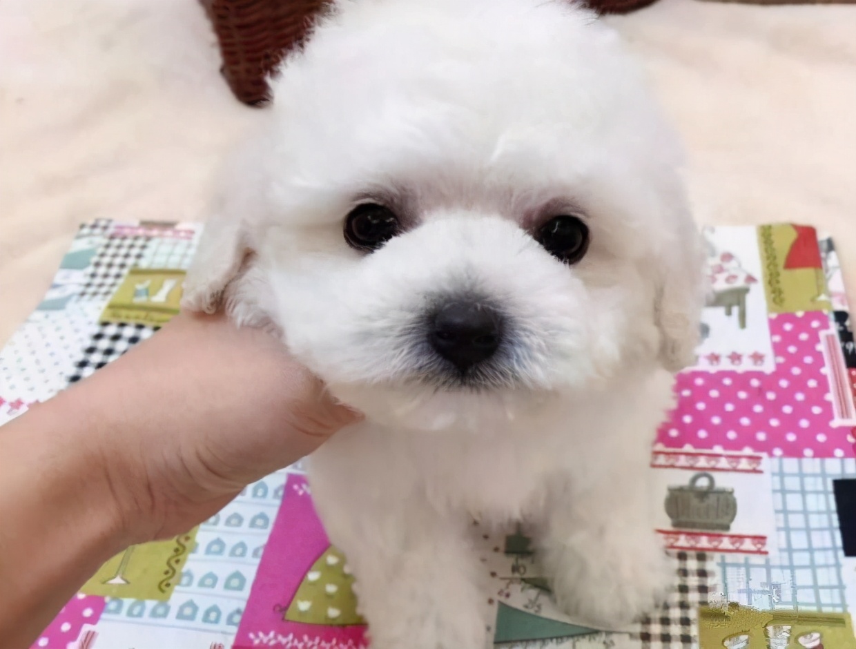 比熊和博美哪个适合家养,比熊跟博美泰迪哪个适合家养