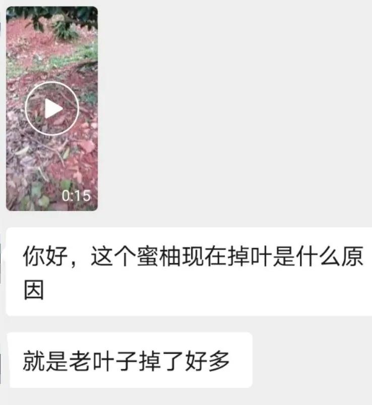 柑橘树现在落叶怎么回事,柑橘现在会黄落叶这是怎么了