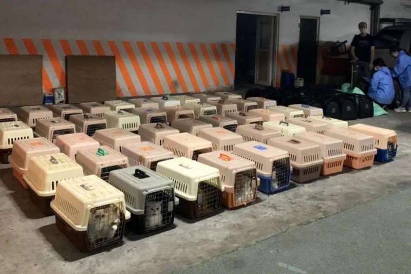 宠物需要办户口吗,宠物是要上户口吗