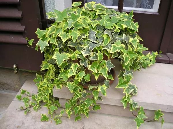 常青藤绿植怎么养,常青藤适合什么盆养