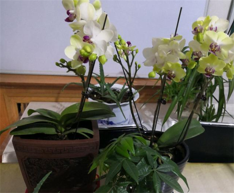 蝴蝶兰怎么养才能更旺盛一点,蝴蝶兰好养吗新手