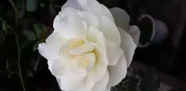 100种玫瑰的名字和图片,100种玫瑰品种科普你都认识吗