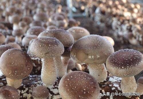 香菇菌栽培整个流程,香菇工厂化栽培技术规程