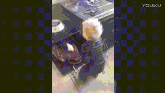 狗为什么爱吃猫粮,为什么狗爱吃白菜