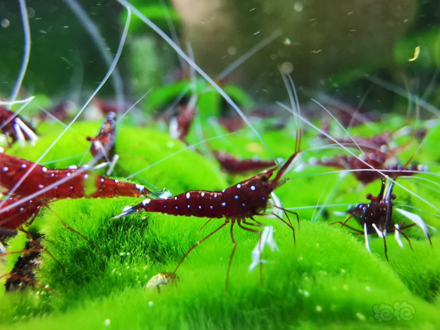 苏虾繁殖方法视频讲解,苏虾开缸教程及饲养心得