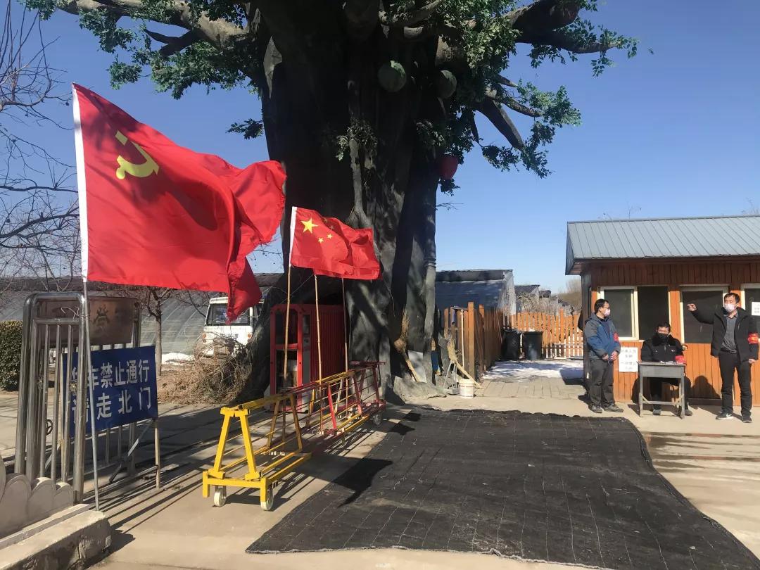 【武清战“疫”】这个镇有序复产，打好疫情期间蔬菜供给“平津战役”