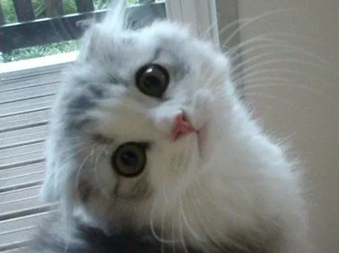 猫砂太臭猫咪还在里面上厕所吗,猫想上厕所没有猫砂怎么办