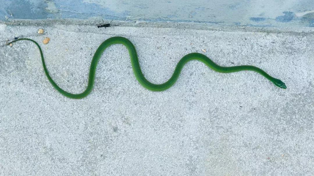 我眼中的绿是什么样的,我眼中的翠青蛇全集