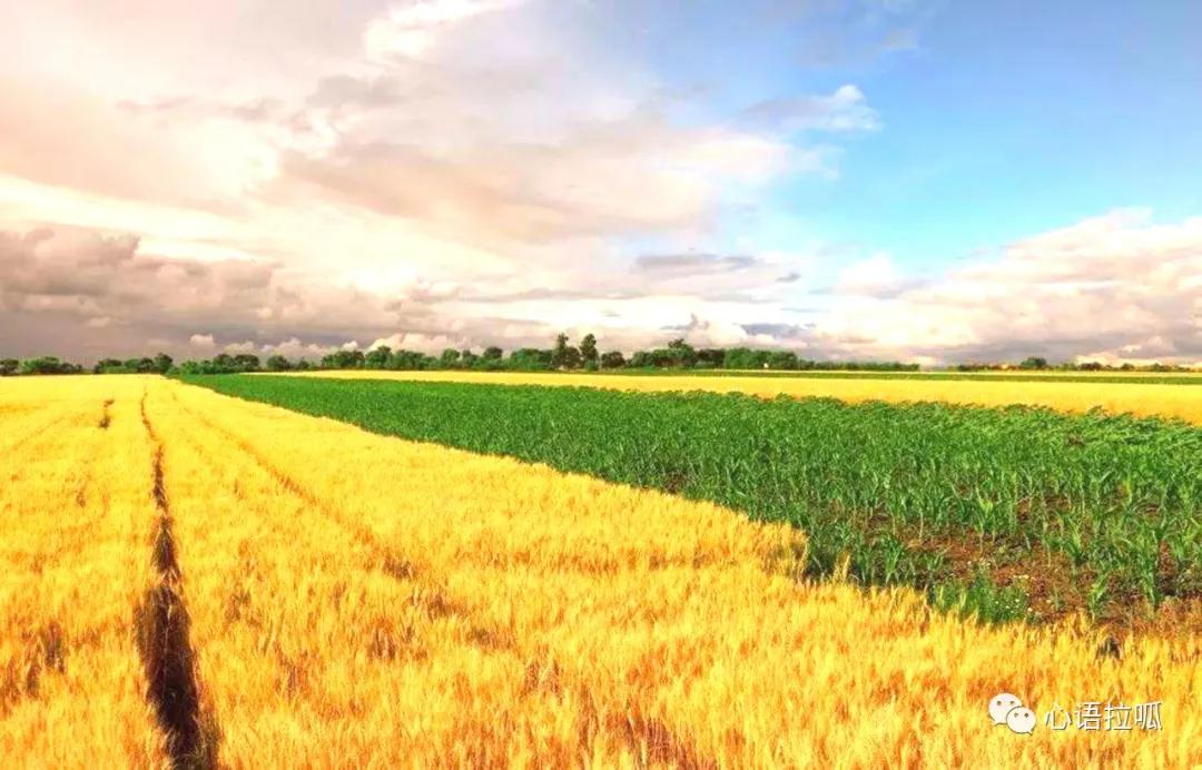 淄博曾经有合成氨和三十万