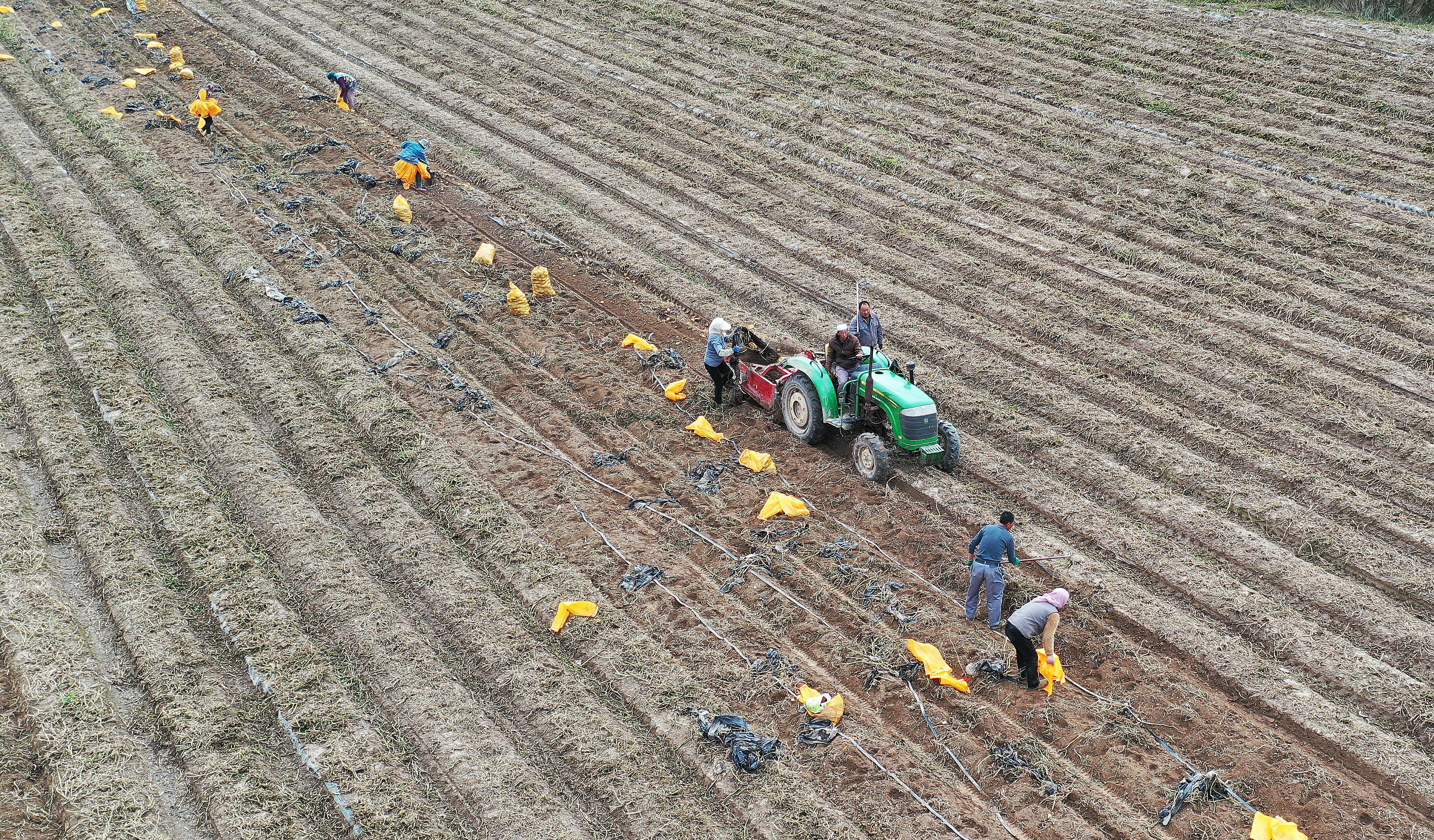 靠土豆致富,土豆的致富之路