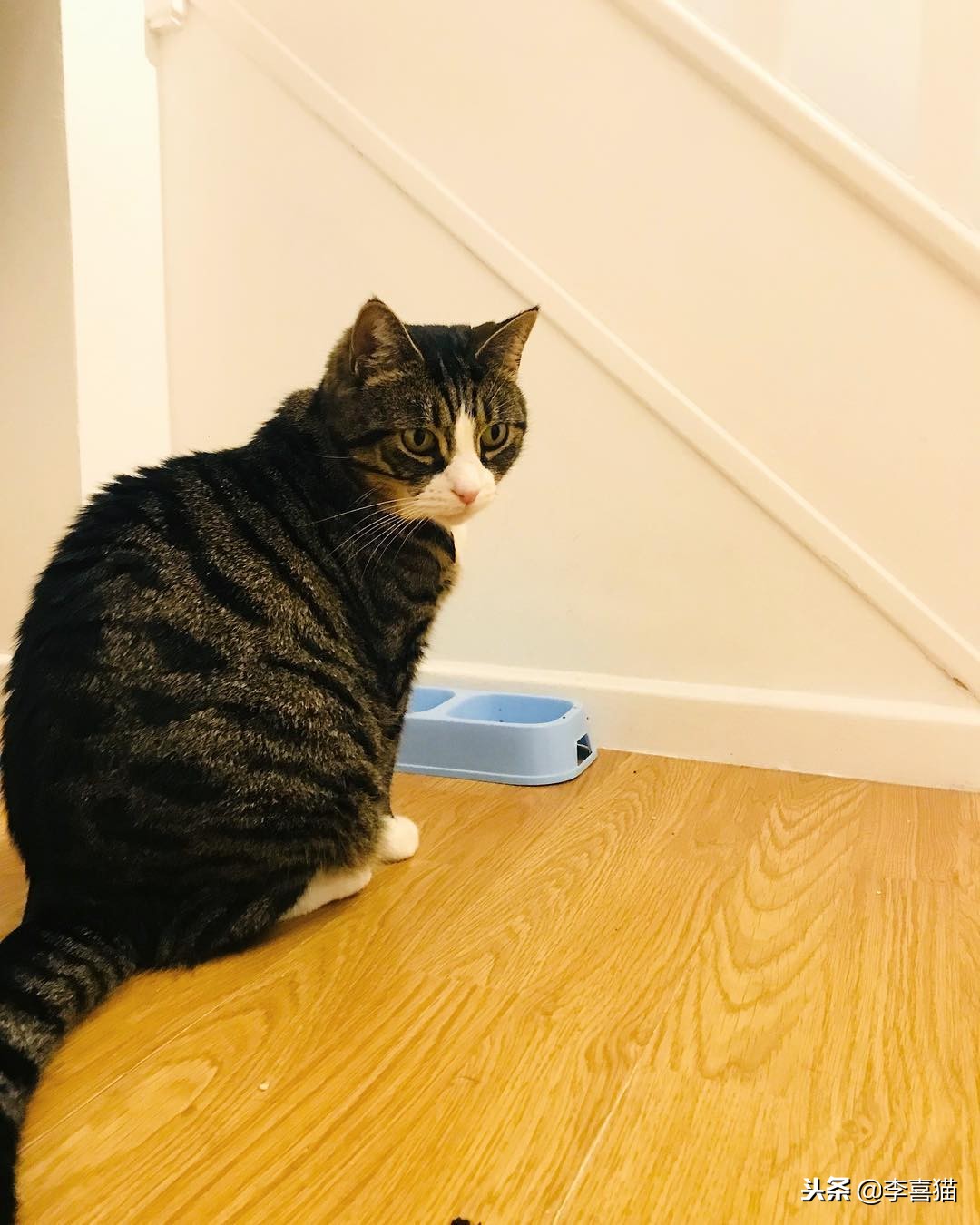 进口猫粮比国产猫粮好吗,进口猫粮和国产猫粮哪个好