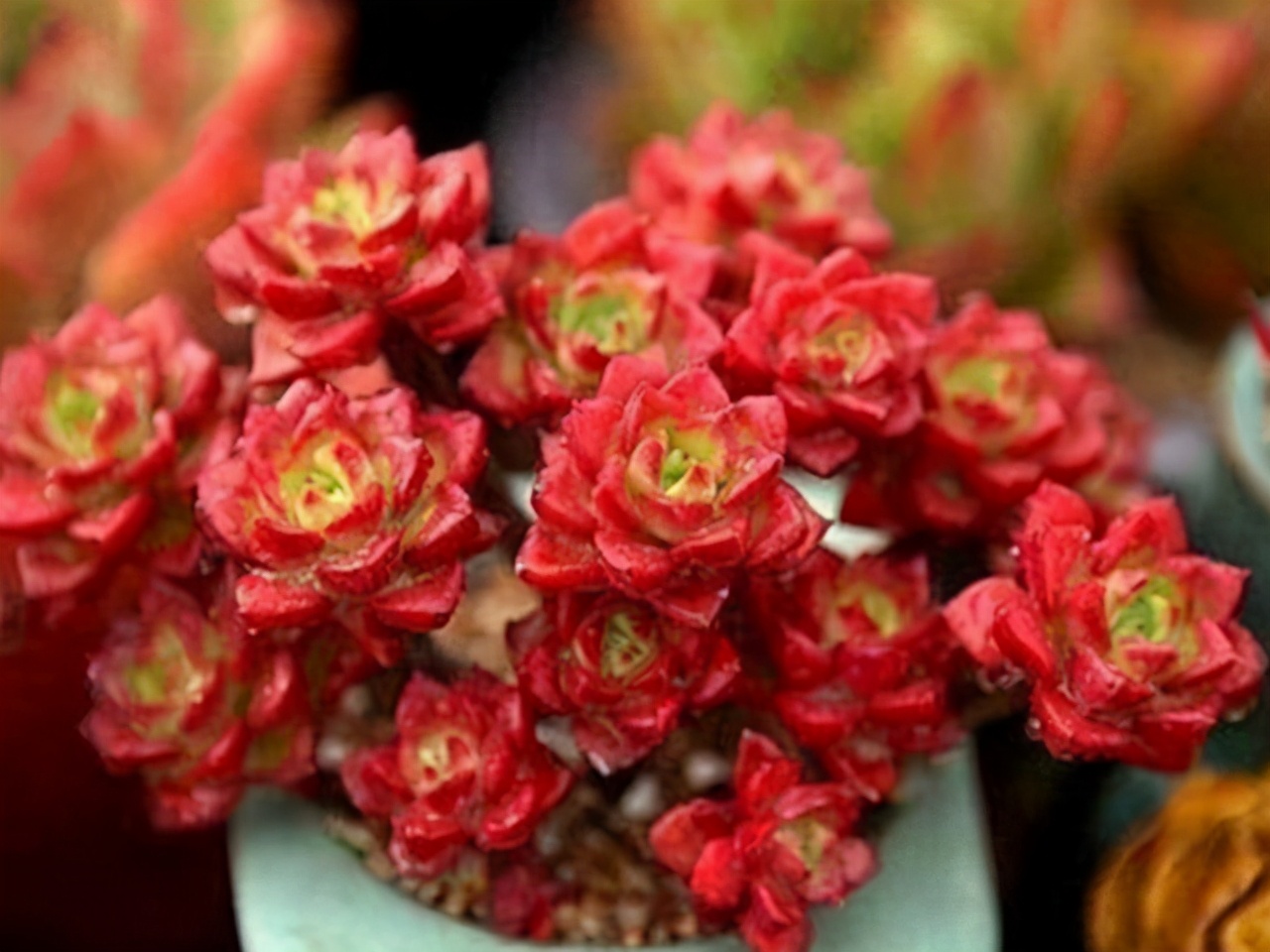 多肉入秋养护重点,多肉超过三十度夏天养护并不难