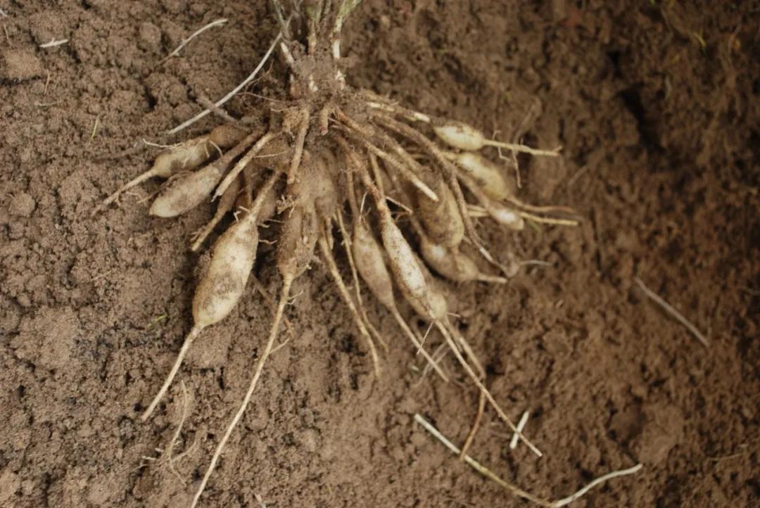 硬核整理!高清中药教材原植物彩*图色**谱(四期)